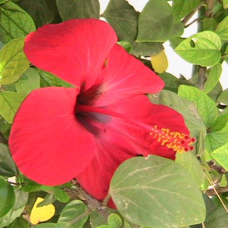 hibiscus